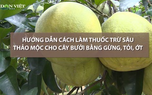 Hướng dẫn làm thuốc trừ sâu hữu cơ cho cây bưởi bằng gừng, tỏi, ớt đơn giản 