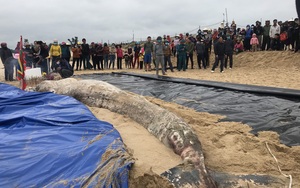 Phát hiện xác cá voi nặng một tấn dạt vào bờ biển Quảng Bình