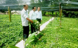 Nông dân trồng “rau làm giàu” ở tỉnh Tiền Giang và tỉnh Long An hối hả bơm trữ nước ngọt đề phòng điều này