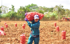 Lâm Đồng: Chỉ trồng thứ cây cho từng chùm củ, bán cho tập đoàn đa quốc gia mà thu lãi 170 triệu đồng/ha