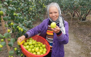 Thái Bình: Đổi đời nhờ trồng thứ táo trái to như quả trứng gà, vàng như màu nắng mới