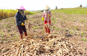 Gia Lai: Giá mì tăng cao, ai cũng lãi khá nhưng vì sao ngành nông nghiệp khuyến cáo không ồ ạt trồng?