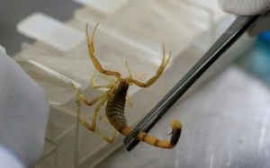 'Vua bọ cạp' bỏ việc tới sa mạc sống, kiếm 173 triệu đồng mỗi gram nọc độc bọ cạp