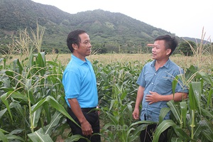 Ông nông dân tỉnh Bình Định trồng cây gì, nuôi con gì mà được Thủ tướng tặng bằng khen?