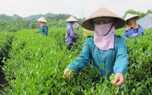 Chi phí vận tải tăng, xuất khẩu loại nông sản này gặp khó