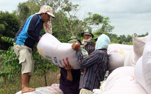 Giá lúa đông xuân cao kỷ lục, nông dân miền Tây thu lời cao  