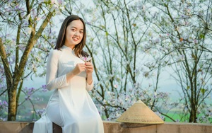 Điện Biên: Rực rỡ sắc hoa ban nở trắng núi rừng