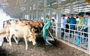 Sử dụng đệm lót, nhà nông Thái Bình nuôi bò nhàn tênh,  cuối năm bán 50 con thu gần 2 tỷ