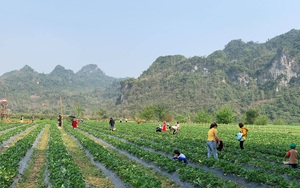 Bắc Kạn: Trồng thử cây thấp tè tè, ra trái đỏ chót, cho thiên hạ ăn miễn phí mà vẫn kiếm cả chục triệu/ngày