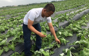 Nghệ An: Ông nông dân tỉnh Lâm Đồng mang cây nhân sâm lạ trồng kín bãi ven sông Lam và muốn thành tỷ phú