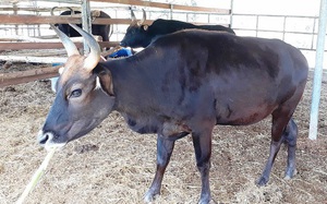 Đàn bò tót lai 11 con từng gầy trơ xương gây xôn xao sau khi đưa về nuôi ở tỉnh Ninh Thuận giờ ra sao?