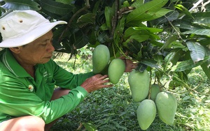 Giá xoài &quot;rơi tự do&quot;, thương lái bặt tăm, nông dân ĐBSCL thất thu nặng