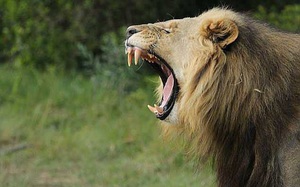 Sư tử ăn thịt người trong vườn quốc gia Nam Phi