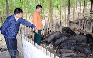 Bình Định: Nuôi thứ heo gì mà đen như cục than, bắt ăn kham khổ thế mà chưa lớn nhiều người đòi &quot;cắp&quot; đi