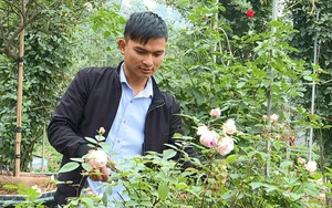 Phú Thọ: Nông dân 9X đẹp trai dành cả tuổi thanh xuân chỉ để trồng vườn hoa hồng "khủng", ai đi qua cũng xuýt xoa