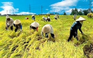 Điều kiện chuyển nhượng đất trồng lúa năm 2021