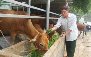 Sơn La: &quot;Biến&quot; bò gầy giơ xương thành bò béo mập, một ông nông dân kiếm hơn nửa tỷ mỗi năm dễ như ăn kẹo