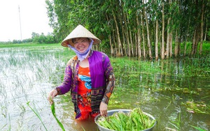 Cà Mau: Thứ rau dại xanh ngăn ngắt, mềm như bún mọc hoang ngoài đồng nước, dân đi hái không đủ mà bán