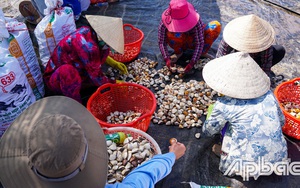 Tiền Giang: Ốc hương ăn 10 tấn nghêu ở biển Tân Thành trong tháng 2 và tháng 3 vừa qua, diệt ốc khó hay dễ?