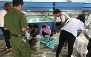 Khánh Hòa: Lực lượng chức năng xử phạt cơ sở cung cấp tôm hùm giống 15 triệu đồng