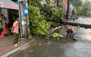 TP.HCM: Cây cổ thụ bật gốc ngã đè trúng tài xế xe ôm công nghệ chở người phụ nữ