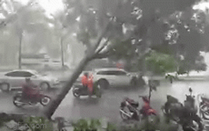 Video: Thót tim cảnh cây xanh đổ rạp giữa đường trong cơn mưa chiều ở TP HCM