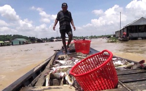 Cảnh báo: Mưa lớn đầu mùa, nguy cơ cá chết hàng loạt trên sông La Ngà, sông Sài Gòn