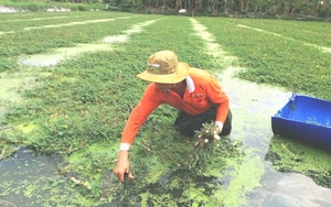 Tiền Giang: Trồng loài rau cứ thả xuống nước là đeo "phao bơi" khắp ruộng, hái bán lời cao gấp 10 lần xạ lúa