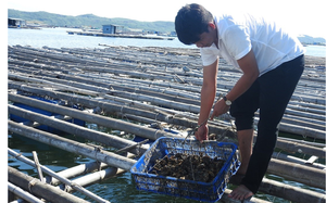 Phú Yên: Nuôi hàu giàu, nuôi ốc hương khá, nuôi 2 con trồng 1 cây trong 1 ao cũng hay, miễn là làm thế này
