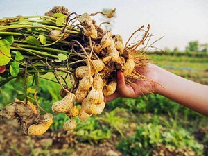 Không trồng lúa mà chuyển sang trồng cây ngắn ngày này, năng suất cao, lợi nhuận tương đối "êm"