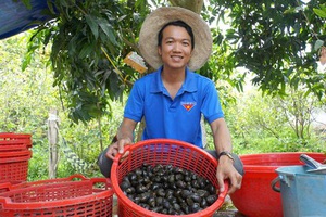 Nuôi loài ốc đặc sản tối ngày rong chơi ở ao bèo rồi đem bán khắp nơi, anh Trí chẳng mấy đã thành triệu phú