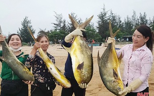 Hà Tĩnh: Ra biển bắt ngay được đàn cá chim vàng hơn 2 tấn, con nào cũng to bự, dân vui như trúng số