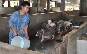 Hà Giang: Bỏ ra 5,5 tỷ đồng nuôi lợn đặc sản đen xì, mỗi năm bán hàng nghìn con vẫn không đủ