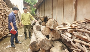 Lào Cai: Hơn 10 năm chờ đợi, vì sao nông dân phải phá bỏ cây &quot;vàng trắng&quot; làm củi?