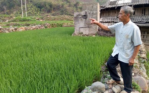 Sơn La: Vùng đất dân làm ruộng cực nhọc nhất Việt Nam, cấy lúa bằng xà beng trên đồng đá cuội