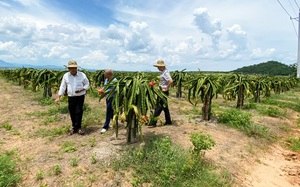 Việt Nam xuất khẩu 4 tỷ USD rau quả, đã đến lúc cần hình thành sản xuất “có trách nhiệm” để vươn tầm thế giới