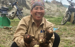 Ninh Bình: Trồng thứ cây tốt um tùm, xanh ngăn ngắt, lá như cái quạt mo, cuốc 1 nhát bật lên thứ củ đặc sản