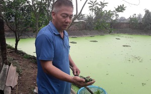 Thái Nguyên: Ông công an về hưu, rảnh rỗi nuôi con chỉ ăn bèo, tưởng nuôi cho vui ai dè kiếm bộn tiền