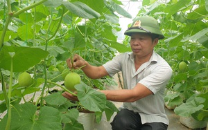 Thanh Hóa: Trồng dưa lưới công nghệ cao, vườn đẹp như phim, một ông nông dân thành tỷ phú