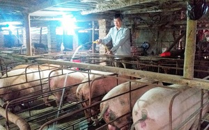 Hơn 10 năm nuôi lợn, có lúc thua liểng xiểng, cuối cùng ông nông dân cũng thành tỷ phú, được Thủ tướng tặng Bằng khen