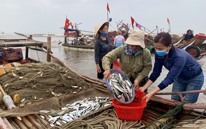 Trung Quốc ngừng &quot;ăn&quot;, ngư dân Nghệ An đành bán rẻ &quot;lộc biển&quot; cho thương lái