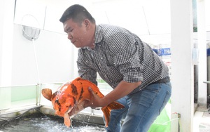 Đà Nẵng: Một ông doanh nhân nuôi 3.000 con cá được xem như &quot;quốc ngư Nhật Bản&quot;, bắt lên con nào ai cũng xuýt xoa
