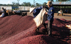 Cảnh báo hiện tượng tụt nước ngầm ở vùng trồng cà phê: Hướng tới sản xuất cà phê có trách nhiệm