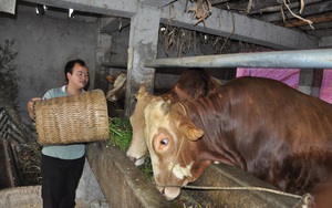 Làm &quot;biệt thự&quot; nuôi giống bò to bự biết &quot;né&quot; dịch bệnh, một ông nông dân tỉnh Hà Giang kiếm hàng trăm triệu mỗi năm