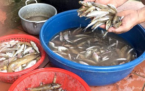 Cá bống suối đặc sản ở Tuyên Quang con chỉ be bé mà làm món gì ăn cũng ngon quên sầu