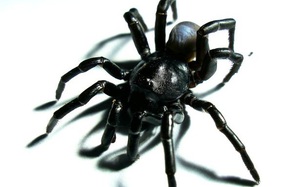 Loài nhện tarantula mới được tìm thấy có thể sống hàng chục năm và săn mồi bằng cách sử dụng "cửa sập"