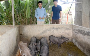 Nuôi đàn lợn đen xì, tên nghe &quot;mắc cười&quot; nhưng nông dân toàn bán giá 100.000 - 150.000 đồng/kg