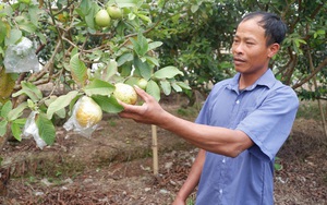 Thái Bình: Anh nông dân trồng "lung tung", trên bờ đủ thứ cây, dưới ao nuôi đủ thứ con, sơ sơ lãi nửa tỷ/năm