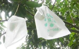 Video: Phong trào "mặc áo cho cây ăn quả" ở Sơn La, một sáng kiến kỳ diệu