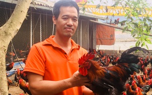 Ninh Bình: Một ông nông dân thành phố nuôi gà Lạc Thủy đặc sản, mỗi tháng đút túi đều đều 60 triệu đồng